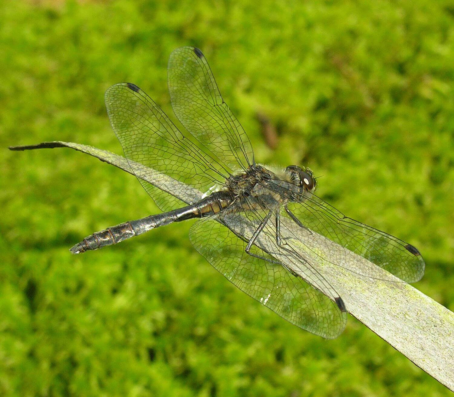 Male Black Darter by David Kitching